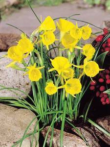 Bulbocodium daffodils