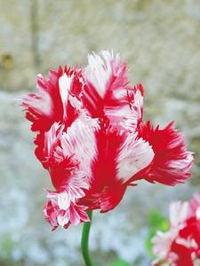 Tulipes perroquets