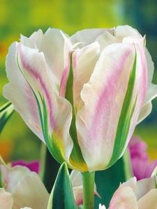 Tulipes viridiflores