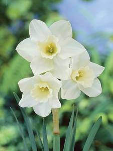 Jonquilla daffodils