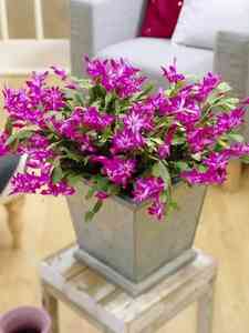 Schlumbergera