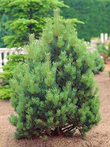Pinus – Pins