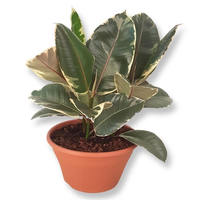 Caoutchouc, Ficus elastica : planter, cultiver, multiplier