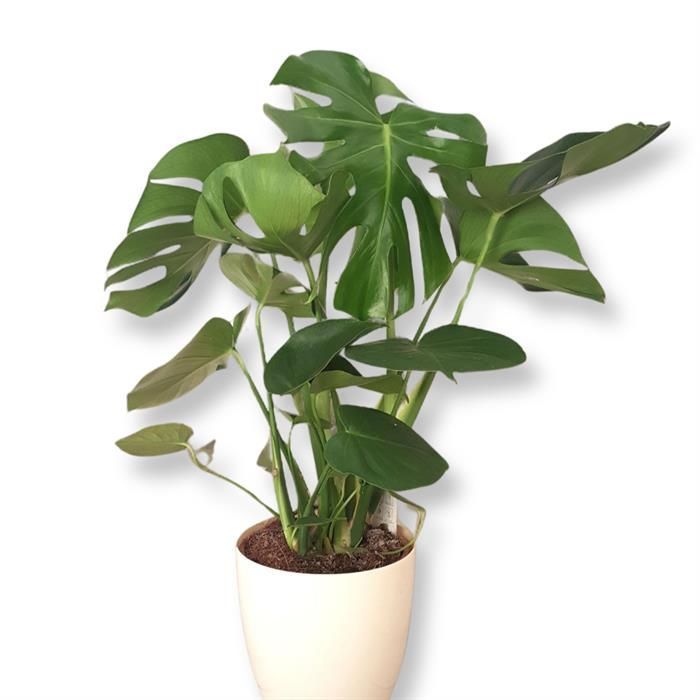 Monstera deliciosa achats avantageux sur