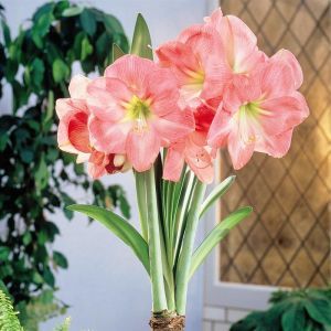 Amaryllis Hercules