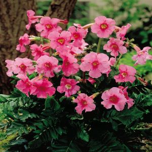 Incarvillea Hardy Gloxinia