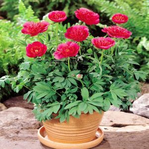 Paeony Flame with Planter