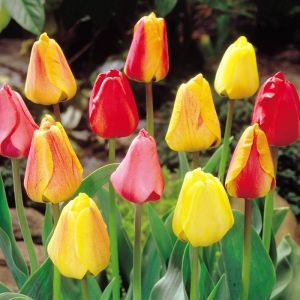 Tulip Darwin hybride Mixture
