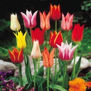 Tulip Lily flowering Mix