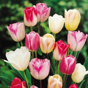 Tulip Triumph Mix B