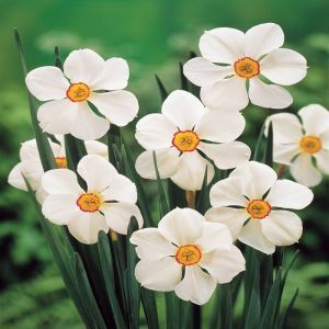 Narcissus Actaea 12/14 cm