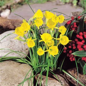 Narcissus bulbocodium Yellow Hoop