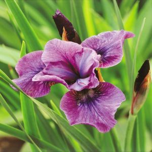 Iris sibirica Temper Tantrum