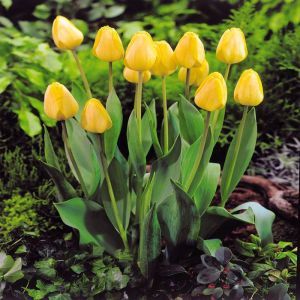 Tulipe darwin Hybrid Golden Apeldoorn x 10