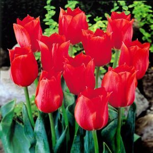 Tulip Single Late Red 10/11 cm