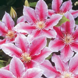 Clematis Nelly Moser A