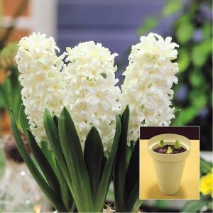 Hyacinth white with ecru vase