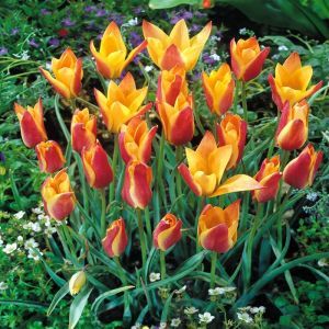 Tulip Species Clusiana Sheilla