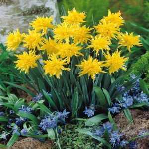 Narcisse double floraison Rip van Winkle x 10