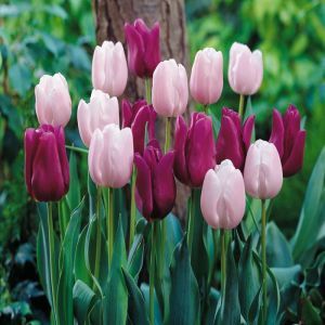 Tulipe combi Romantic Spring