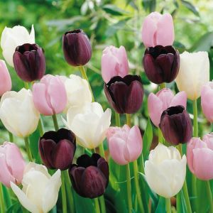 Tulip Combo Tri Colour