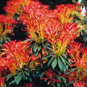 Pierus Forest Flame