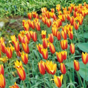 Tulipe Clusiana Tubergens Gem x 10