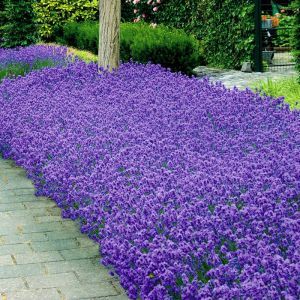 Lavendel Hedge
