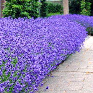 Lavendel Hedge C