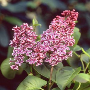 Syringa vulgaris pink