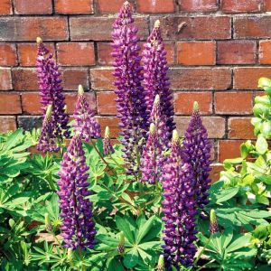 Lupines Blue