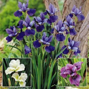 Iris sibirica Collection