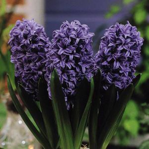 Hyacinth Blue Los
