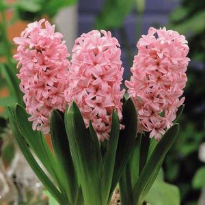 Hyacinth Pink Los