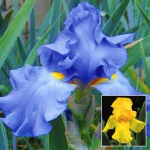 Iris barbatus combi bleu/dorée