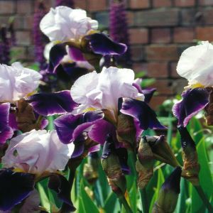 Iris germanica violet et blanc