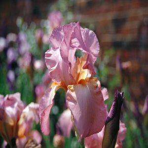 Iris germanica rose Lilas