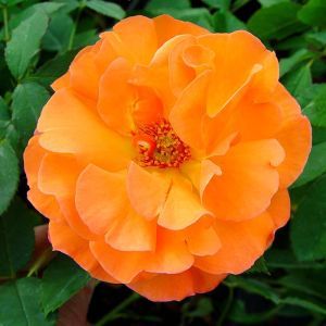 Rose Grimpante Metanoia