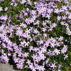 Phlox subulata Pink