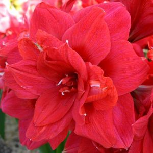 Amaryllis Rouge Double Floraison