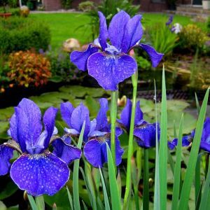 Iris sibirica Deep Blue x 3