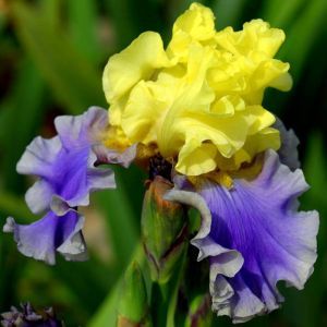 Iris barbata Edith Wolford