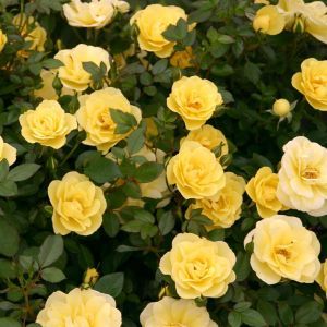 Mini Rose Yellow