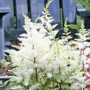 Astilbe White Rock and Roll