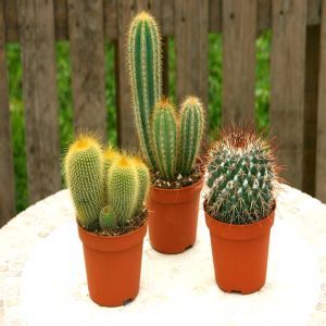 Cactus mixte A