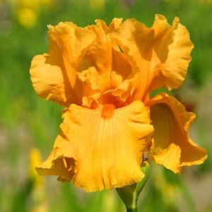 Iris germanica orange