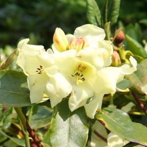 Rhododendron Goldika