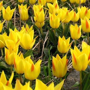 Tulipe Kaufmanniana Berlioz x 10