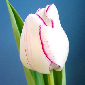 Tulipe Hotpants x 10