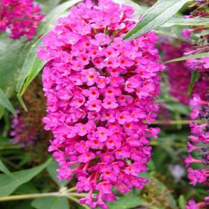 Buddleia purple red